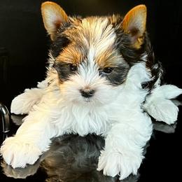 Bello - Black tan and white male Biewer Terrier puppy in Brentwood, California from Perfección Del Cielo Biewer Terriers