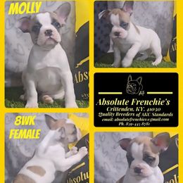 Molly - White and fawn female French Bulldog puppy in Crittenden, Kentucky from Absolute Frenchie's