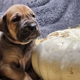 Ditalini - Fawn male Great Dane puppy in Albany, Oregon from Red Cloud Australian Shepherds and DeGray Great Danes & Bulldogs
