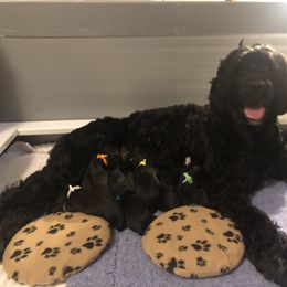 Boy 4 - Black and white Portuguese Water Dog puppy in Falls Church, Virginia from Magellan Portuguese Water Dog