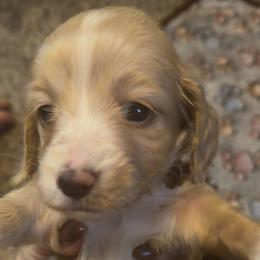 GIRL1 DO NOT SUBMIT APPLICATION UNLESS SERIOUS - Cream female Dachshund puppy in Wisconsin from Sabe and Shabe’s Doxies