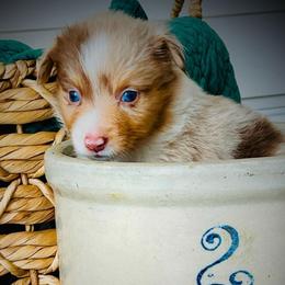 Biscuits - Red merle male Miniature Australian Shepherd puppy in Liberty Hill, Texas from Stone & Sage ATX Toy & Mini Aussies