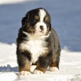 Bernese Mountain Dog, Golden Mountain Dog, and Golden Retriever Puppies from Grateful Bernese & Gage's Goldens