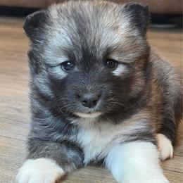 Missy - Wolf sable female Pomsky puppy in Tonasket, Washington from Washington Pomskies