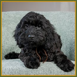Daniel - Black male Cockapoo puppy in Connersville, Indiana from Deaz Doodle Ranch