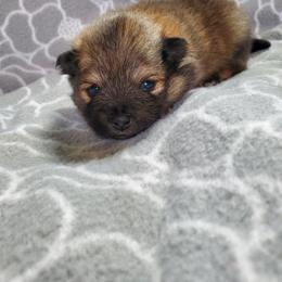Companion Cross, Pomeranian, and Sheepadoodle Puppies from Fluffy Wonders Poms and Doodles