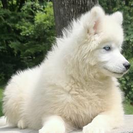 Boy 7 - male Siberian Husky puppy in Woodlawn, Virginia from Delta Huskies