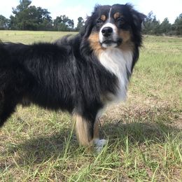 Gunner - Miniature Australian Shepherd