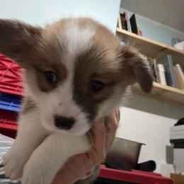 Shimmer La Croix (Forest) - Red male Pembroke Welsh Corgi puppy in New York, New York from Ad Astra NYC