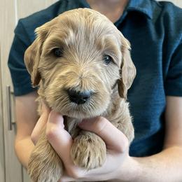 Raviel (yellow) - Cream female Goldendoodle puppy in Medina, Ohio from Farmer Doodles