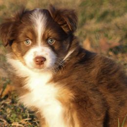 Miniature American Shepherds from Alangus Aussies