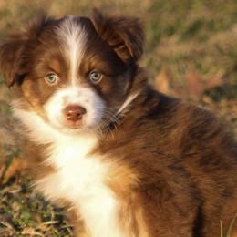 Miniature American Shepherds from Alangus Aussies