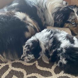 Australian Shepherd Puppies from Cottage Farm Aussies