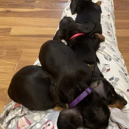 Dachshund Puppies from Hursh’s Hounds