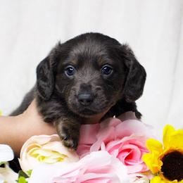 CKC Mike - Gray (blue) male Dachshund puppy in Christiansburg, Virginia from Little Legs Luxury Dachshunds