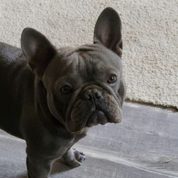 French Bulldogs from Dana Lawton