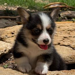 Oakley - Black and tan female Pembroke Welsh Corgi puppy in Stephenville, Texas from Rising JM Pembrokes