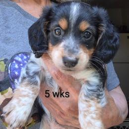 Zack - Piebald male Dachshund puppy in Bangs, Texas from Lickin'bach Miniature Dachshunds