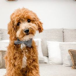 Bernedoodles and Goldendoodles from ShoalCreek Goldens and Doodles