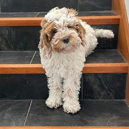 Cockapoo Puppies from M&M Cockapoos of Iowa