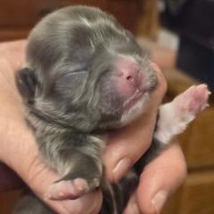 Bluey - Blue male Mi-Ki puppy in Clearwater, Kansas from Midwest Mini Mi-kis