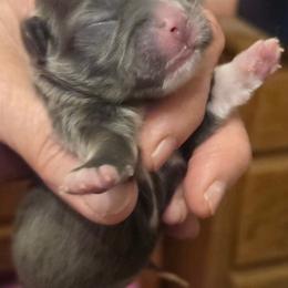 Bluey - Blue male Mi-Ki puppy in Clearwater, Kansas from Midwest Mini Mi-kis