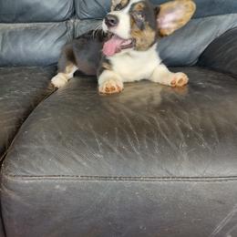 Cardigan Welsh Corgi and Pembroke Welsh Corgi Puppies from Victory Crown