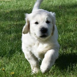 Golden Retriever Puppies from Ike Jon Goldens