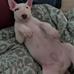 Bull Terrier puppies from Luxury Bulls