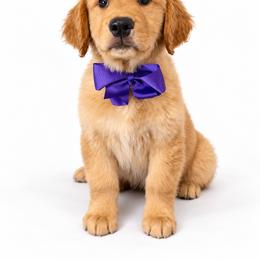 Sugar Plum - Golden female Golden Retriever puppy in Chicago, Illinois from Urbane Retrievers