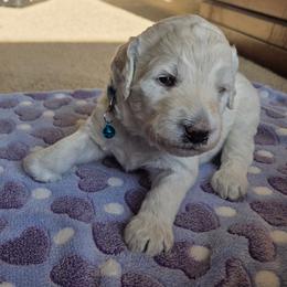 CAPTAIN - White male Poodle puppy in Aurora, Colorado from Simply Amazing Doodles