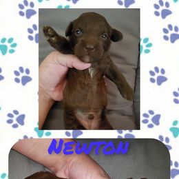 Poodle Puppies from Paw Print Farms