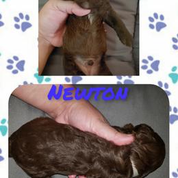 Poodle Puppies from Paw Print Farms