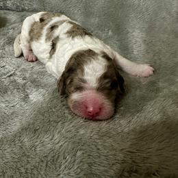 Rose collar - Parti female Goldendoodle puppy in Sanderson, Florida from Serenity Goldendoodles