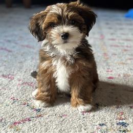 Havanese Puppies from Nanas Devinely Designed Havanese