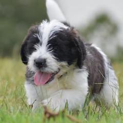 Saint Berdoodles from Lakeside Pups