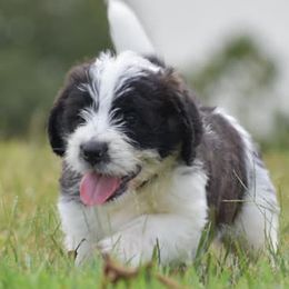 Saint Berdoodles from Lakeside Pups