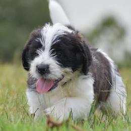 Saint Berdoodles from Lakeside Pups