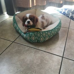 Bernedoodle, Cavalier King Charles Spaniel, and Cavapoo Puppies from Harper Haven Cavaliers & Doodles