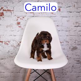 Camilo - male Aussiedoodle puppy in Calhoun, Georgia from Happy Top Doodles