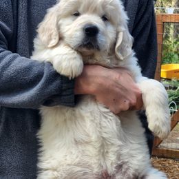 Golden Retriever Puppies from Hoekema Homestead Goldens
