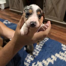 Boy 2 - Piebald male Dachshund puppy in Mobile, Alabama from Lady and the Tramp Dachshunds
