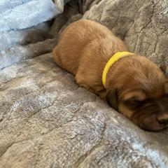 Boy 4 - Brown Pyredoodle puppy in Pleasant Plains, Arkansas from Sweet Dixie Doodles
