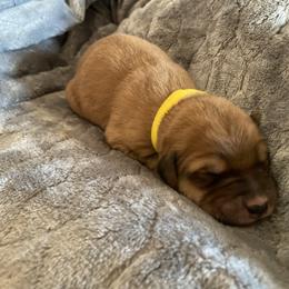 Boy 4 - Brown Pyredoodle puppy in Pleasant Plains, Arkansas from Sweet Dixie Doodles