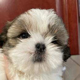 Chanel - Red and white female Shih Tzu puppy in Spring, Texas from Precious Tzu Crew