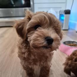 Nana - Red female Maltipoo puppy in Corona, California from Poodle house CA