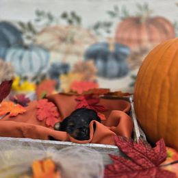 Yorkshire Terrier Puppies from Royal Riff Yorkies