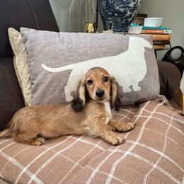Jace - Cream male Dachshund puppy in Warrior, Alabama from Bountiful Dachshunds