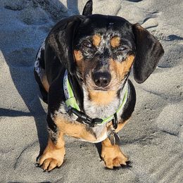 Dachshunds from KC Dachshunds