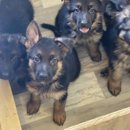 German Shepherd Puppies from MK German Shepherds LLC